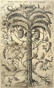 Tavola tratta da: Francisco Hernández, Rerum medicarum Novae Hispaniae thesaurus seu plantarum animalium mineralium Mexicanorum historia …, Romae, 1649