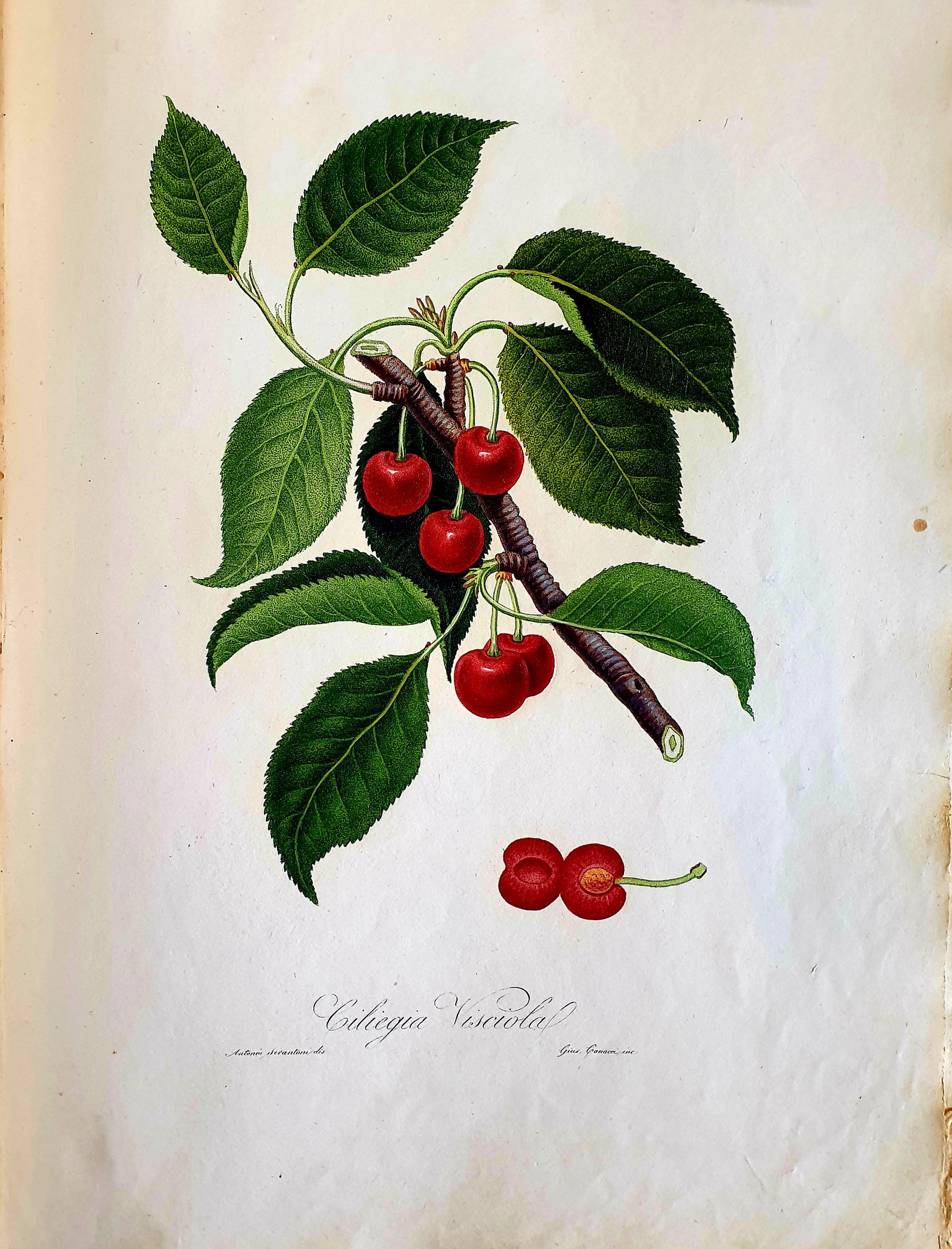 Ciliegia visciola da Giorgio Gallesio, Pomona italiana ossia Trattato degli alberi fruttiferi, Pisa, Capurro, 1817-1839