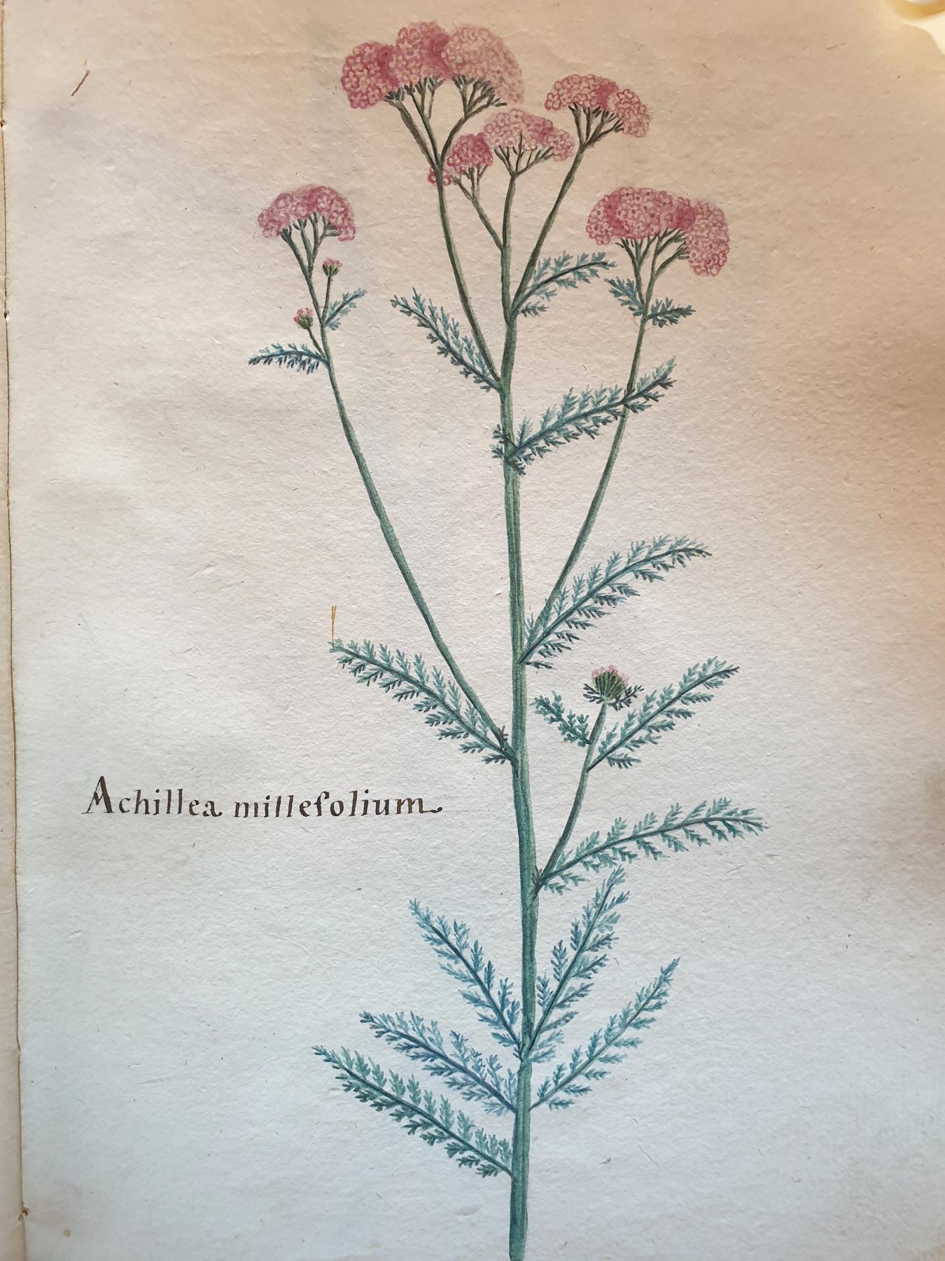 Aldini 528, Achillea millefolium