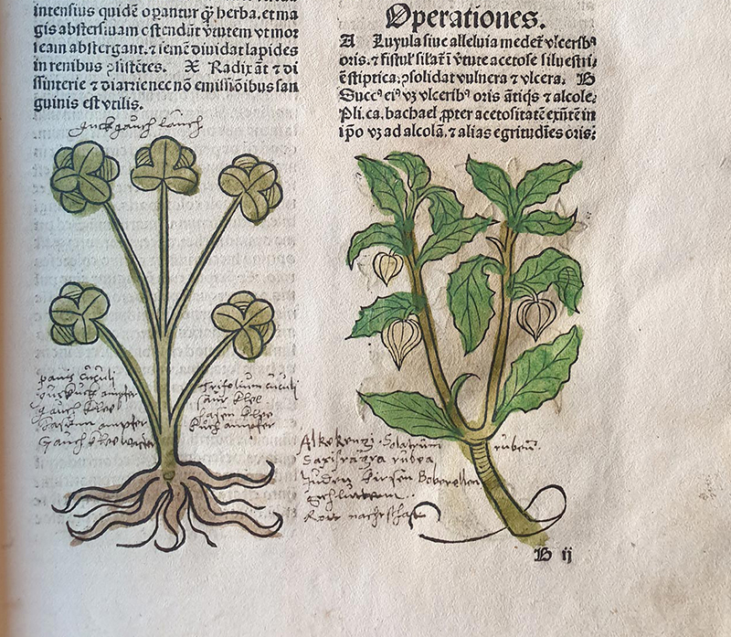 Immagine da Johannes de Cuba, "Hortus sanitatis", Magonza, 1491