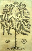Tavola tratta da: Francisco Hernández, Rerum medicarum Novae Hispaniae thesaurus seu plantarum animalium mineralium Mexicanorum historia …, Romae, 1649