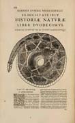 Tavola tratta da: Juan Eusebio Nieremberg, … accedunt de miris et miraculosis naturis in Europâ libri duo: item de iisdem in terrâ Hebraeis promissâ liber vnus. Anversa, 1635