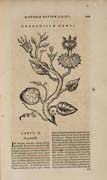 Tavola tratta da: Juan Eusebio Nieremberg, … accedunt de miris et miraculosis naturis in Europâ libri duo: item de iisdem in terrâ Hebraeis promissâ liber vnus. Anversa, 1635